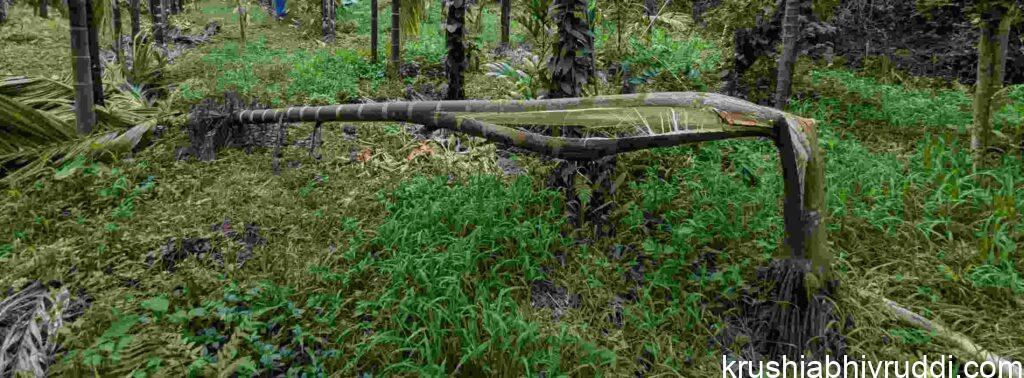 Symptom of excess Nitrogen  