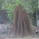 Termite Mounds Explained – How They Help or Harm Farmland and Improve Soil Fertility