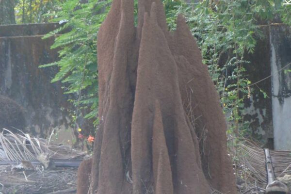 Termite Mounds Explained – How They Help or Harm Farmland and Improve Soil Fertility