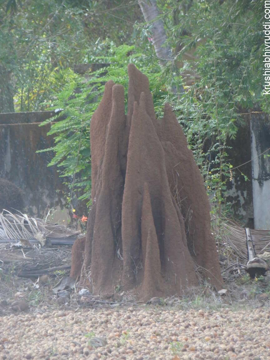 Termite Mounds Explained – How They Help or Harm Farmland and Improve Soil Fertility