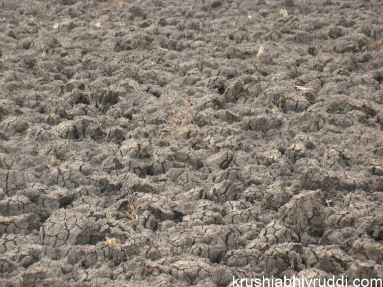 Aerobic vs Anaerobic Soil Conditions: How They Affect Plant Growth and Health