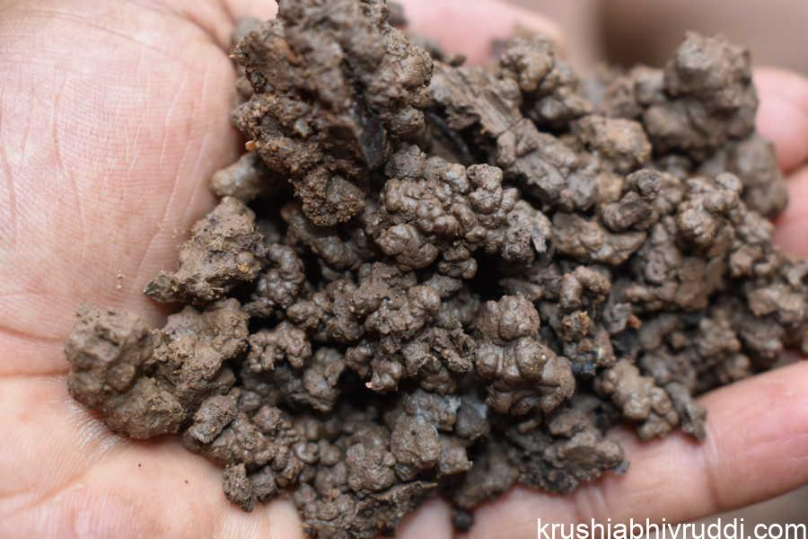 Earth worm excrete a very rich soil