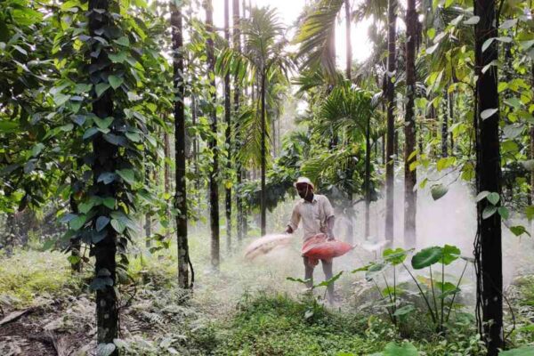 ಮಣ್ಣಿನ ಸ್ವಾಸ್ತ್ಯಕ್ಕೆ ಸುಣ್ಣದ ಬಳಕೆ: ಮಣ್ಣು ಮತ್ತು ಸಸ್ಯ ಆರೋಗ್ಯಕ್ಕೆ ಅಗತ್ಯ.