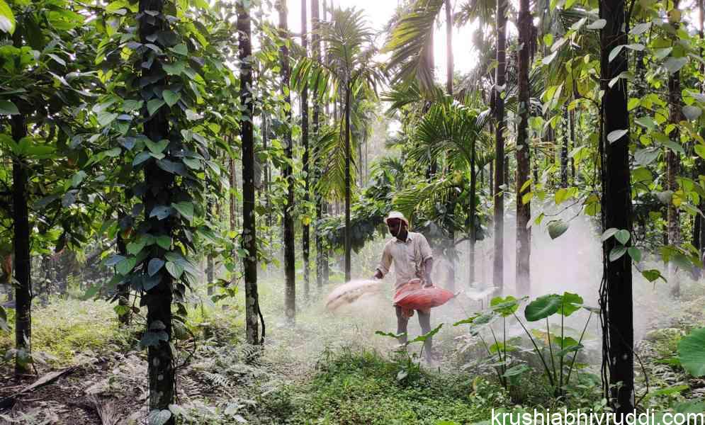 ಮಣ್ಣಿನ ಸ್ವಾಸ್ತ್ಯಕ್ಕೆ ಸುಣ್ಣದ ಬಳಕೆ: ಮಣ್ಣು ಮತ್ತು ಸಸ್ಯ ಆರೋಗ್ಯಕ್ಕೆ ಅಗತ್ಯ.