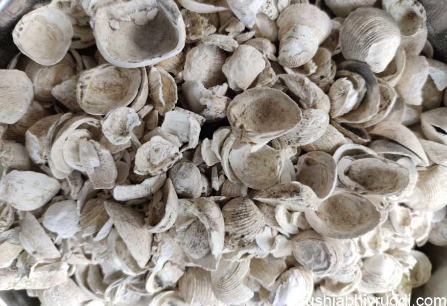 ಸಾಗರ ಚಿಪ್ಪು ಸುಣ್ಣ