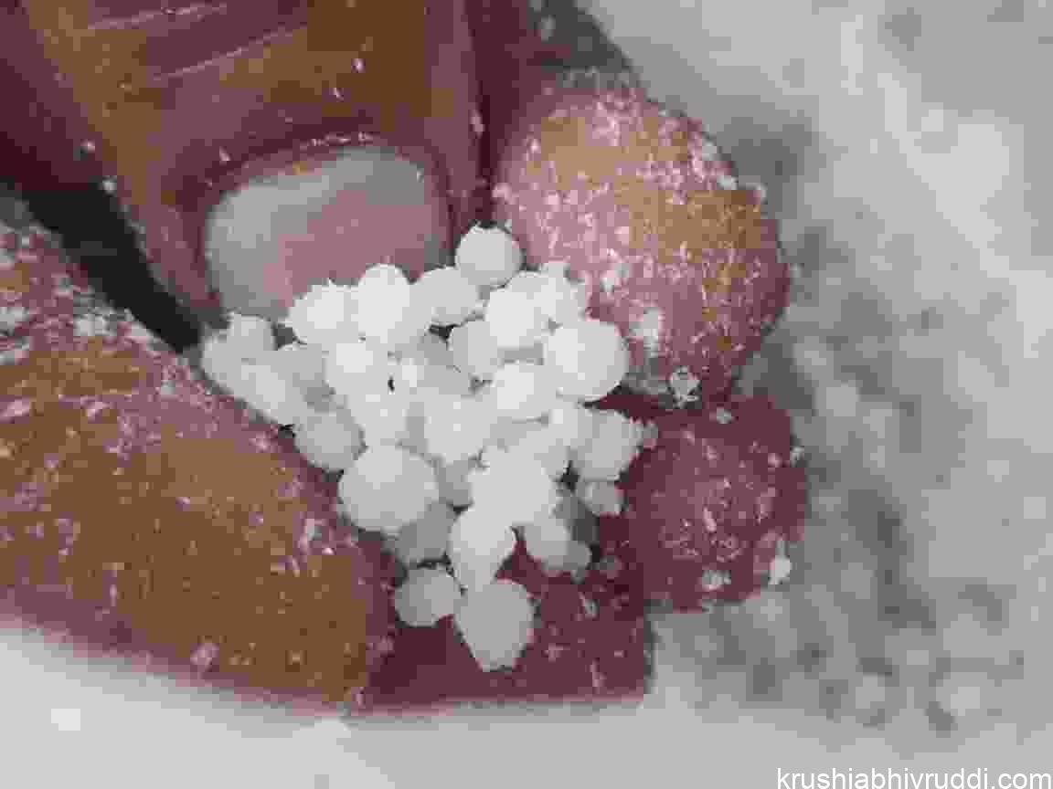 Balancing Nitrogen for Healthy Arecanut Cultivation