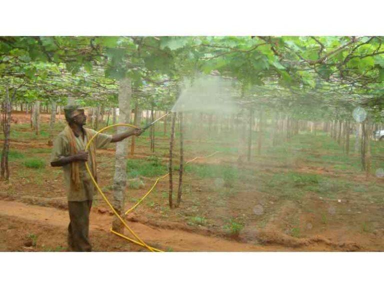 Best Time for Nutrient and Fungicide Spraying.