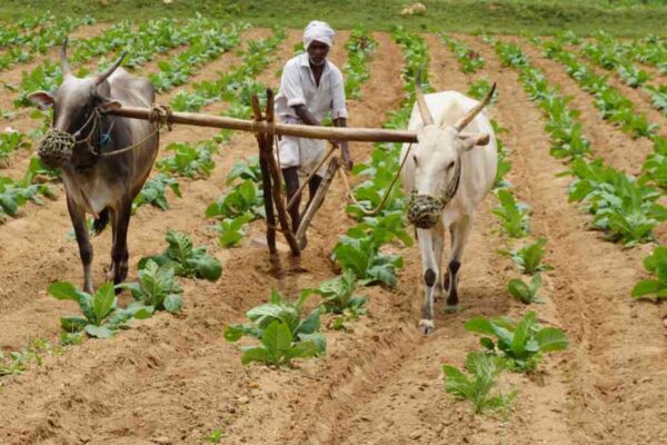 ಸೂರ್ಯನ ಬೆಳಕು, ಸಾತ್ವಿಕ ಆಹಾರ –ಎಲುಬು ಮತ್ತು ನರಗಳ ಸಮಸ್ಯೆಯನ್ನು ದೂರ ಮಾಡುತ್ತವೆ.