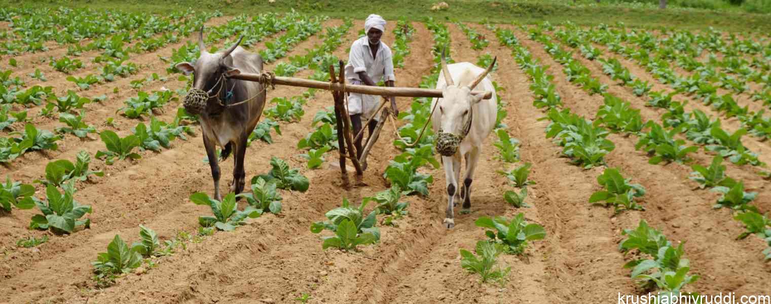 ಸೂರ್ಯನ ಬೆಳಕು, ಸಾತ್ವಿಕ ಆಹಾರ –ಎಲುಬು ಮತ್ತು ನರಗಳ ಸಮಸ್ಯೆಯನ್ನು ದೂರ ಮಾಡುತ್ತವೆ.