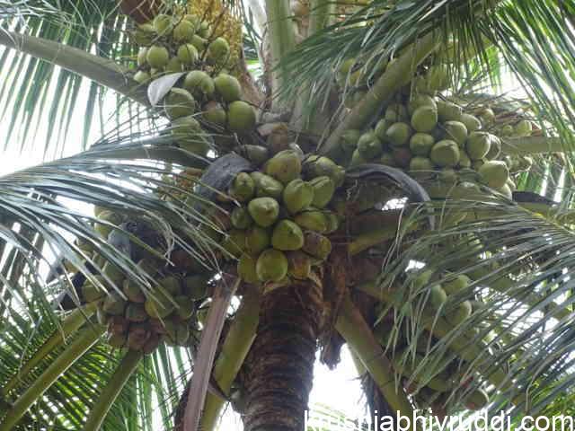 •	Well-aerated soils encourage beneficial microbial activity, which helps in the release of nutrients like nitrogen, phosphorus