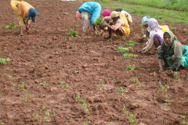 Weed Removal After Monsoon: Key to Soil Recharging and Flowering in Horticultural Crops