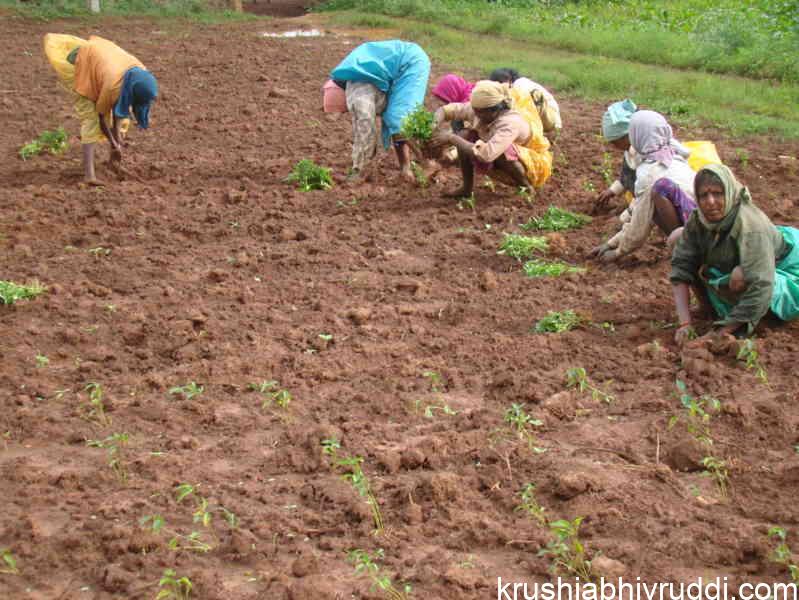 Weed Removal After Monsoon: Key to Soil Recharging and Flowering in Horticultural Crops