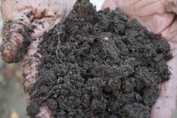 Keep Your Soil Healthy Without Lime – The Natural Way to Maintain Neutral Soil