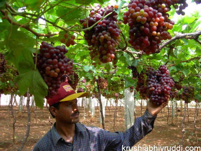 Environmental Conditions and Nutrient Absorption in Plants