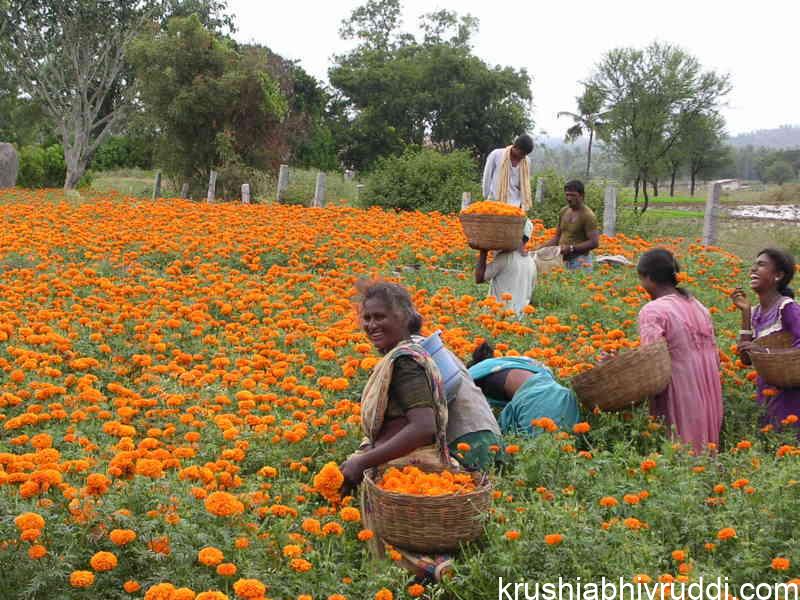 Breathe Fresh and Work in Open Air