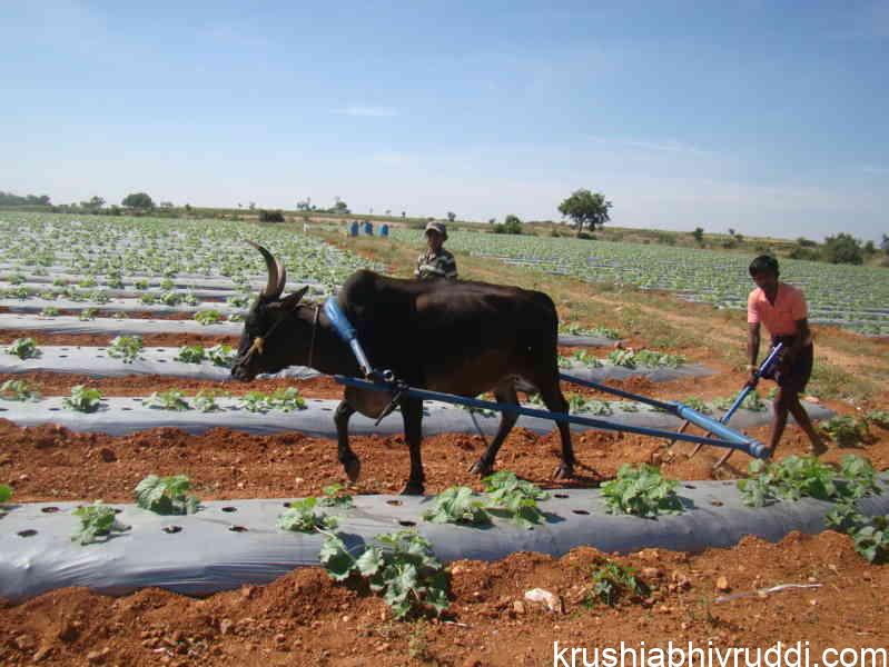 ಉಳುಮೆ ಮೂಲಕ ಕಳೆ ನಿಯಂತ್ರಣ