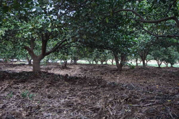 ಚಳಿಗಾಲ –ಬೆಳೆಗಳಿಗೆ ಶಕ್ತಿ ತುಂಬುವ ಋತುಮಾನ.