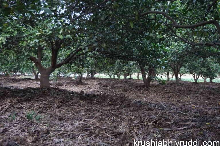 ಚಳಿಗಾಲ –ಬೆಳೆಗಳಿಗೆ ಶಕ್ತಿ ತುಂಬುವ ಋತುಮಾನ.