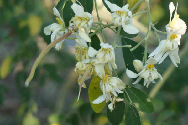 Winter Season – Nature’s Resting and Recharging Phase for Horticultural Crops