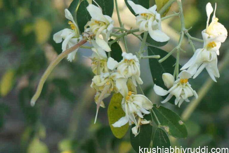 Winter Season – Nature’s Resting and Recharging Phase for Horticultural Crops