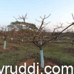 ಹಣ್ಣಿನ ಬೆಳೆಗಳಲ್ಲಿ ಗೆಲ್ಲು ಸವರುವಿಕೆ