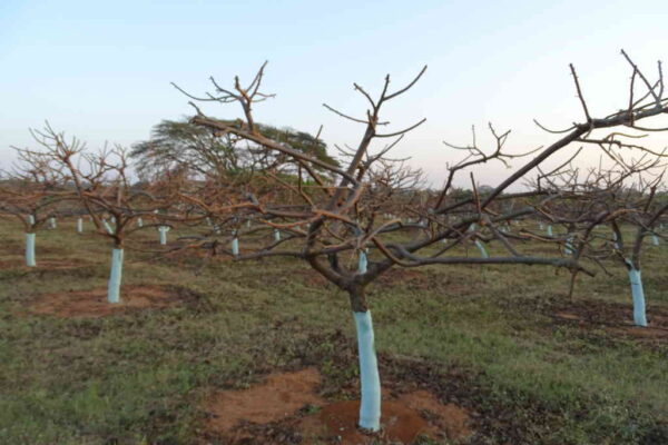 ಹಣ್ಣಿನ ಬೆಳೆಗಳಲ್ಲಿ ಗೆಲ್ಲು ಸವರುವಿಕೆ