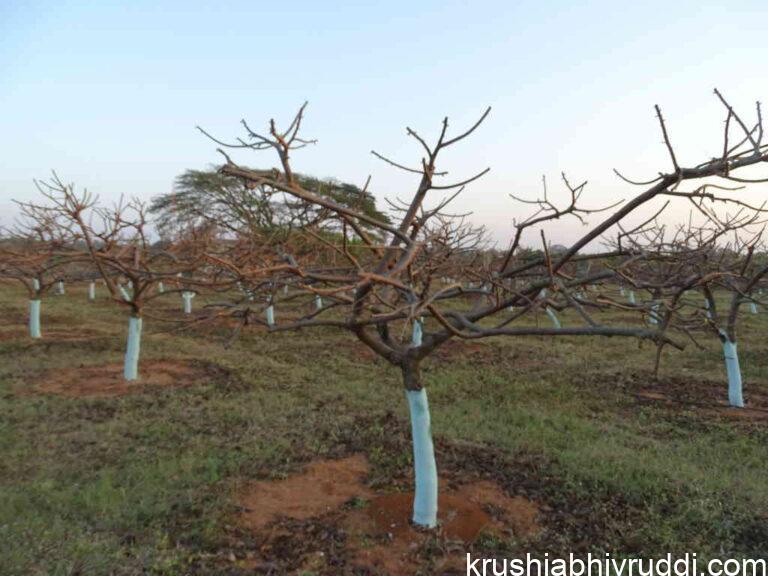 ಹಣ್ಣಿನ ಬೆಳೆಗಳಲ್ಲಿ ಗೆಲ್ಲು ಸವರುವಿಕೆ