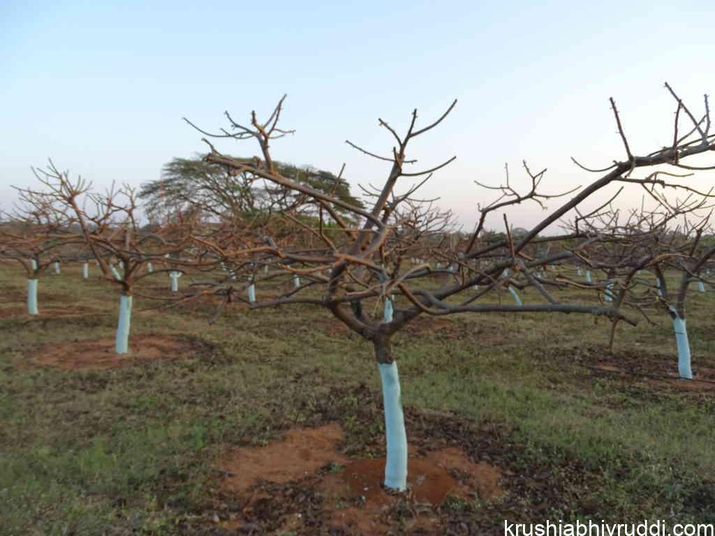 ಹಣ್ಣಿನ ಬೆಳೆಗಳಲ್ಲಿ ಗೆಲ್ಲು ಸವರುವಿಕೆ
