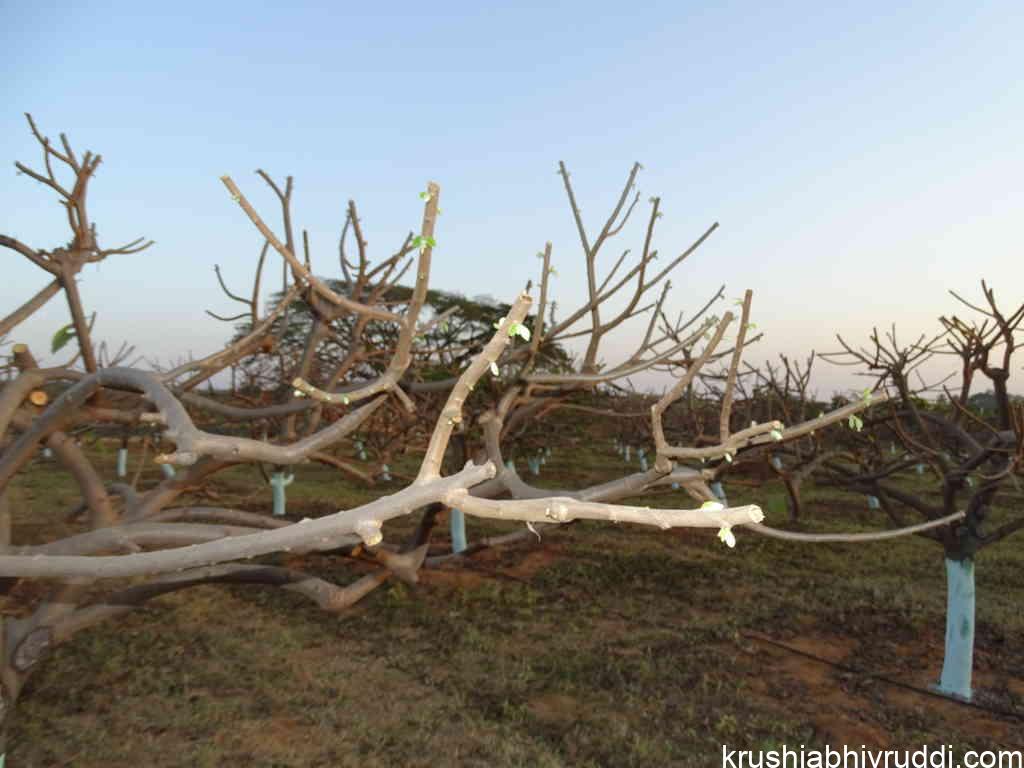 vigorous new buds when pruned 