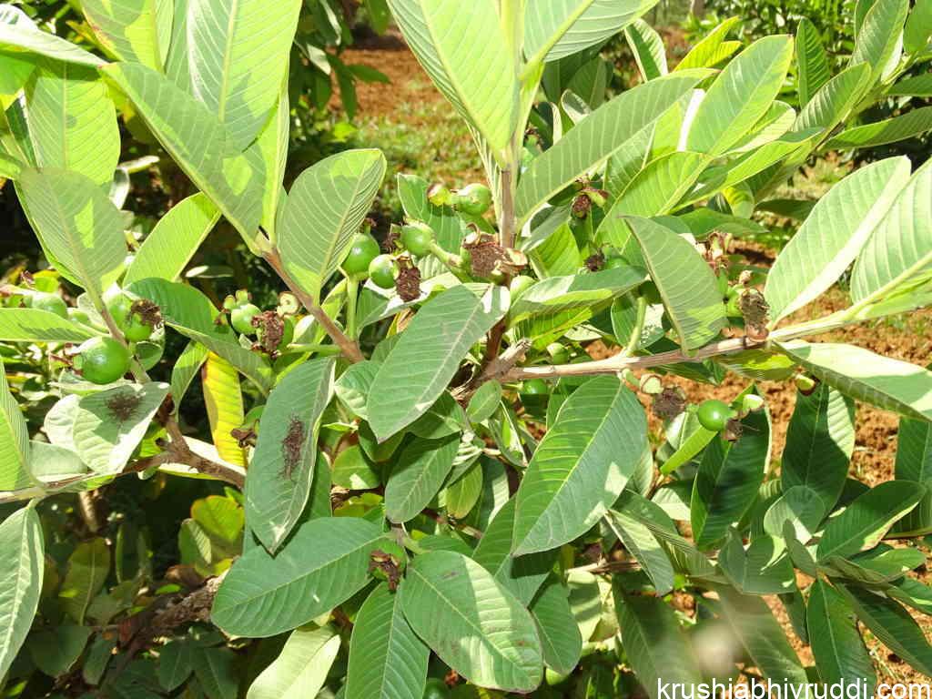 ಪೇರಳೆ ಸಸ್ಯದಲ್ಲಿ ಗೆಲ್ಲು ಸವರಿದಾಗ ಹೆಚ್ಚು ಹೂವು ಮತ್ತು ಕಾಯಿ ಸಾಧ್ತ