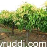 Pruning for Productivity: The Art and Science of Managing Fruit Crops