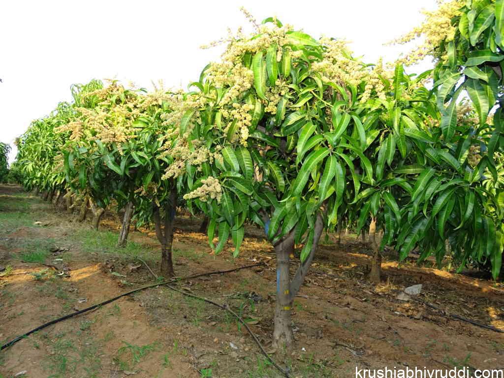 Pruning for Productivity: The Art and Science of Managing Fruit Crops