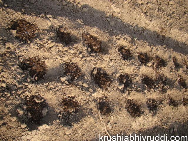 ಬೀಜ ಬಿತ್ತುವ ಜಾಗದಲ್ಲಿ ನಿರ್ದಿಷ್ಟ ಪ್ರಮಾಣದಲ್ಲಿ  ಸೌಮ್ಯ ಸ್ವಭಾವದ ಸಾವಯವ ಗೊಬ್ಬರ ಹಾಕಿ ಬೀಜ, ಗಡ್ಡೆ ಅಥವಾ ಸಸಿಯನ್ನು ಅದರ ಮೇಲೆ ನೆಡಬಹುದು