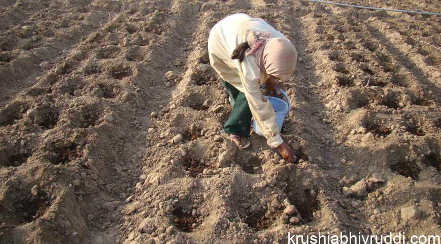 Besal dose manure is essential for root development, energy transfer, and early plant vigor