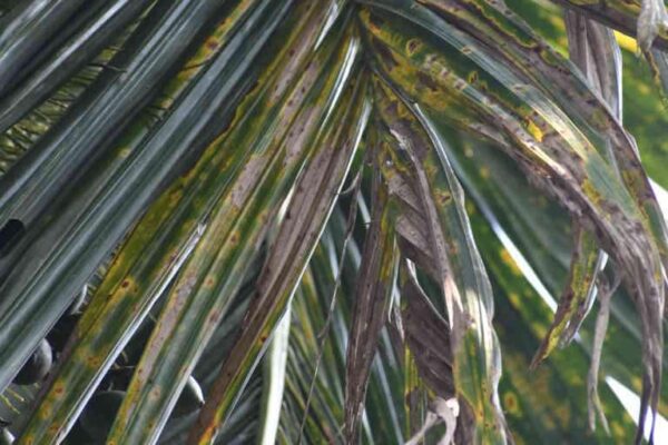 Best Management practice for Leaf Spot Disease of Arecanut