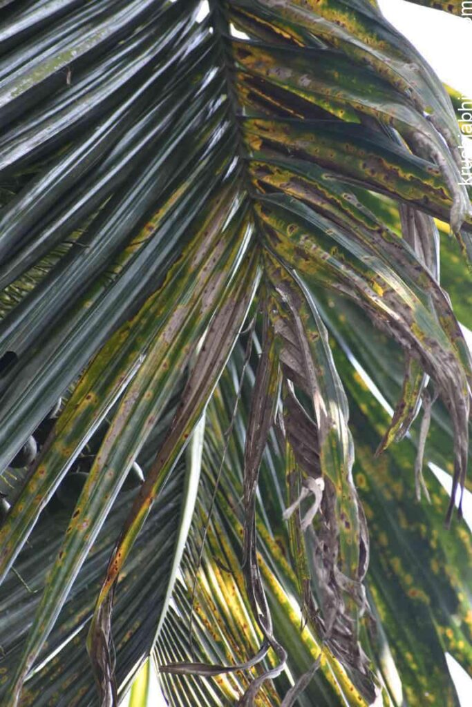 Best Management practice for Leaf Spot Disease of Arecanut