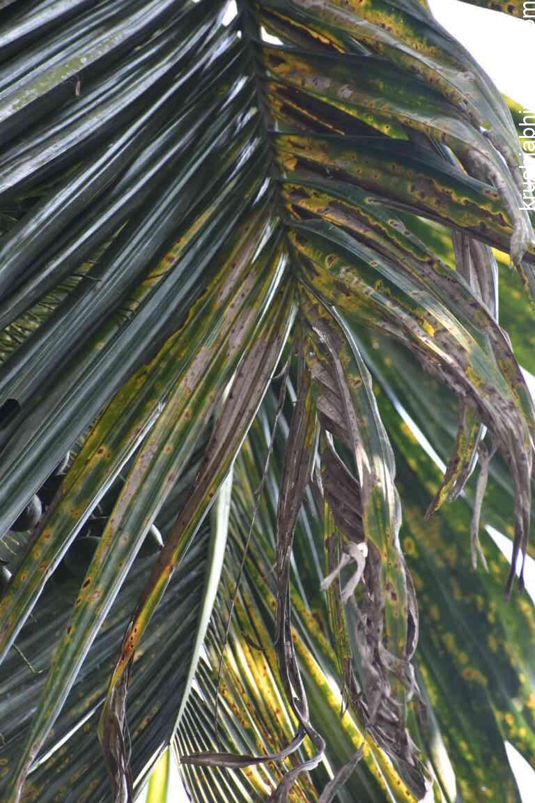 Best Management practice for Leaf Spot Disease of Arecanut
