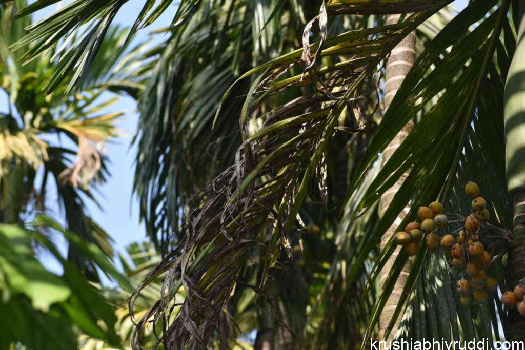 ಅಡಿಕೆಯ ಹಳದಿ ಎಲೆ ಚುಕ್ಕೆ (Leaf Spot) ರೋಗದ ಸರಿಯಾದ ನಿರ್ವಹಣೆ