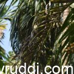 ಅಡಿಕೆಯ ಹಳದಿ ಎಲೆ ಚುಕ್ಕೆ (Leaf Spot) ರೋಗದ ಸರಿಯಾದ ನಿರ್ವಹಣೆ