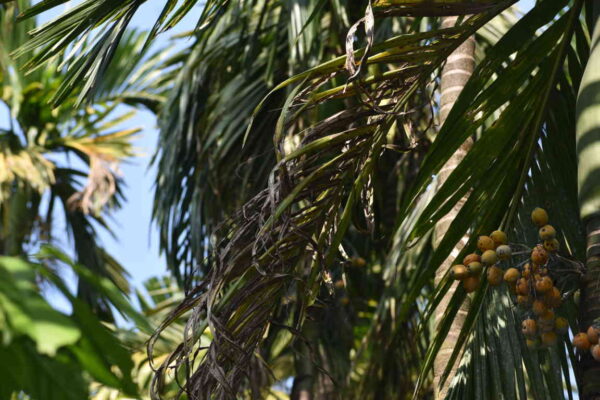 ಅಡಿಕೆಯ ಹಳದಿ ಎಲೆ ಚುಕ್ಕೆ (Leaf Spot) ರೋಗದ ಸರಿಯಾದ ನಿರ್ವಹಣೆ