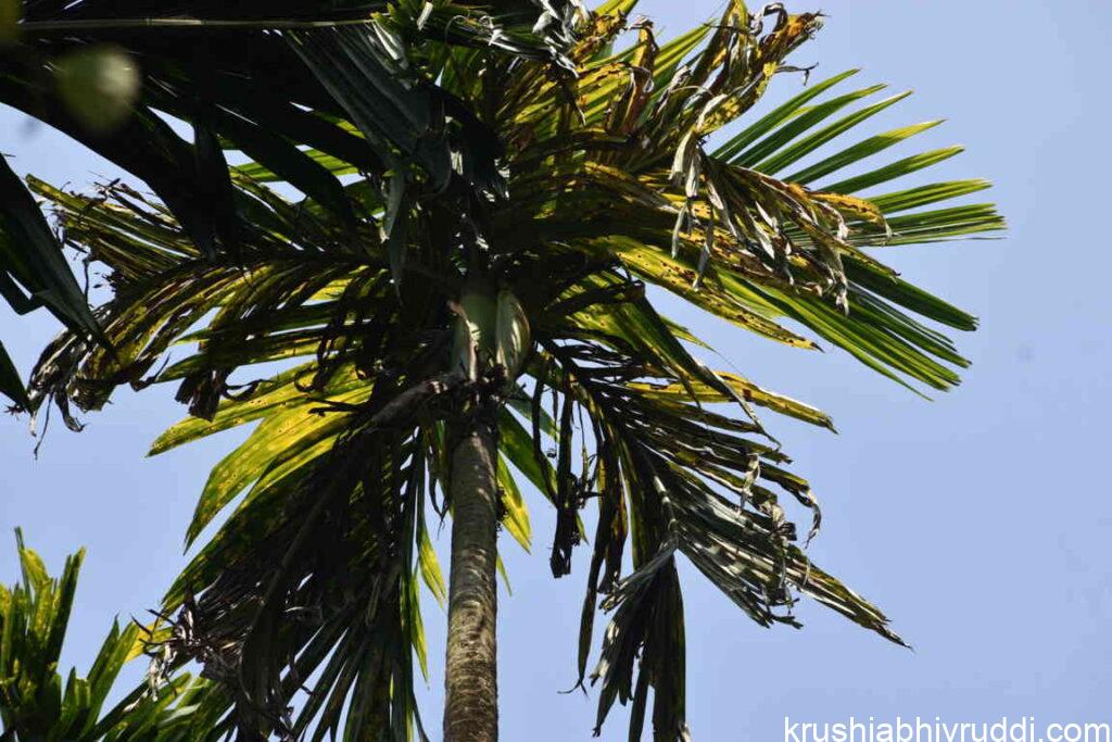 Young palms and gardens under nutritional or moisture stress show more severe symptoms.