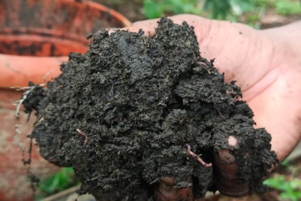 ಸಸ್ಯಕ್ಕೆ ಜೀವಮಾನದ ಶಕ್ತಿ ಕೊಡಲು: ಮೂಲ ಗೊಬ್ಬರ ಅಗತ್ಯ.