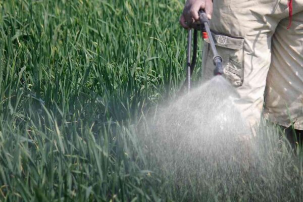 ಕೀಟನಾಶಕ ಮತ್ತು ಶಿಲೀಂಧ್ರನಾಶಕಗಳ ವ್ಯವಸ್ಥಿತ ಬಳಕೆ: ಸರಿಯಾದ ಪ್ರಮಾಣ, ಸರಿಯಾದ ವಿಧಾನ ಮತ್ತು ದೀರ್ಘಕಾಲದ ಪರಿಣಾಮ