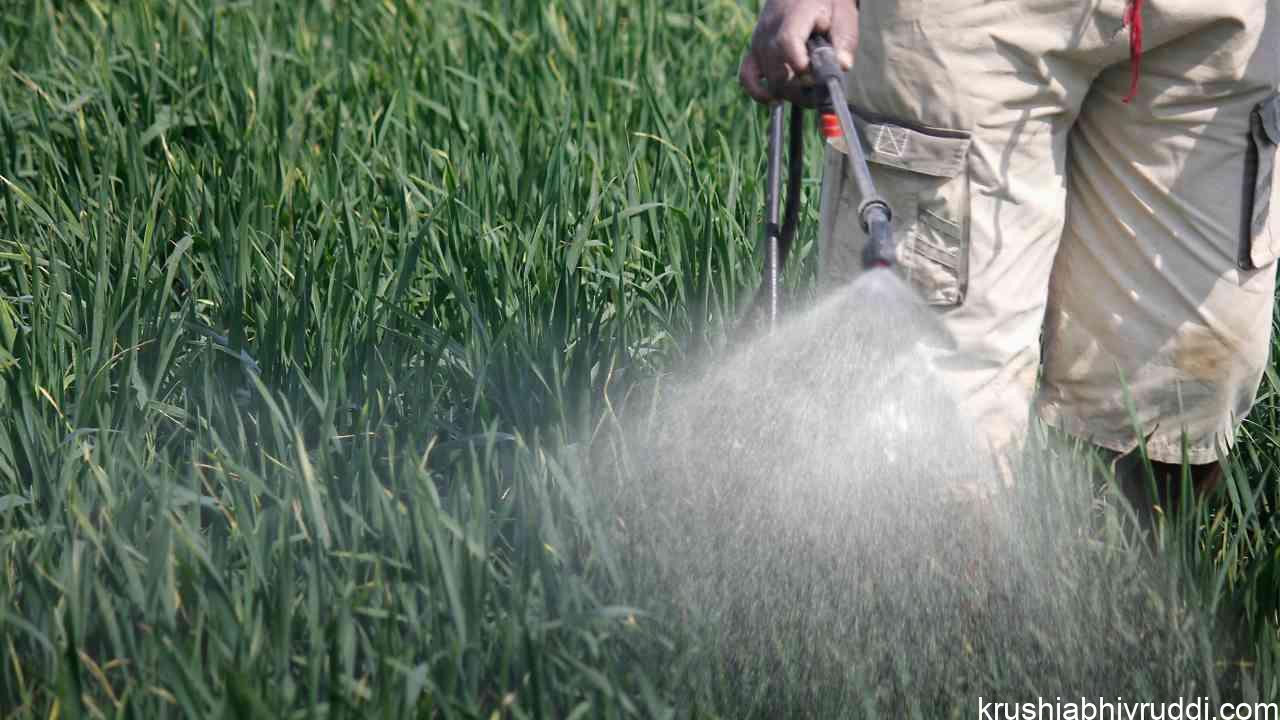 ಕೀಟನಾಶಕ ಮತ್ತು ಶಿಲೀಂಧ್ರನಾಶಕಗಳ ವ್ಯವಸ್ಥಿತ ಬಳಕೆ: ಸರಿಯಾದ ಪ್ರಮಾಣ, ಸರಿಯಾದ ವಿಧಾನ ಮತ್ತು ದೀರ್ಘಕಾಲದ ಪರಿಣಾಮ