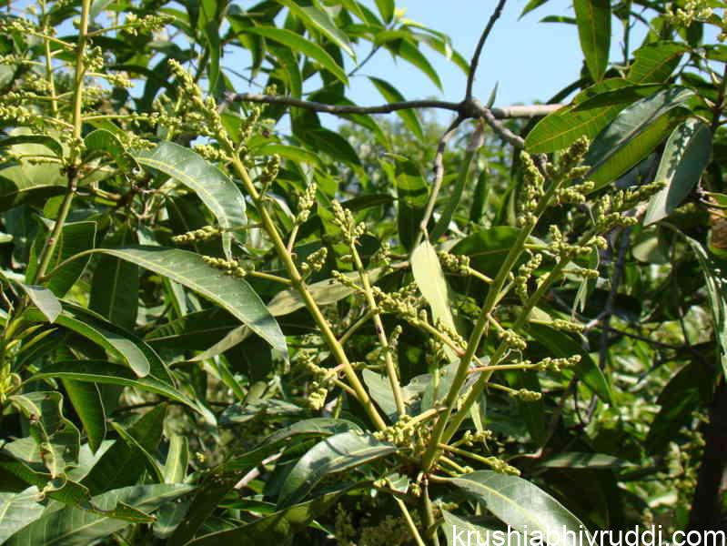 ಮೊದಲ ಸಿಂಪರಣೆ ಈ  ಹಂತದಲ್ಲಿ ಮಾಡಬೇಕು.