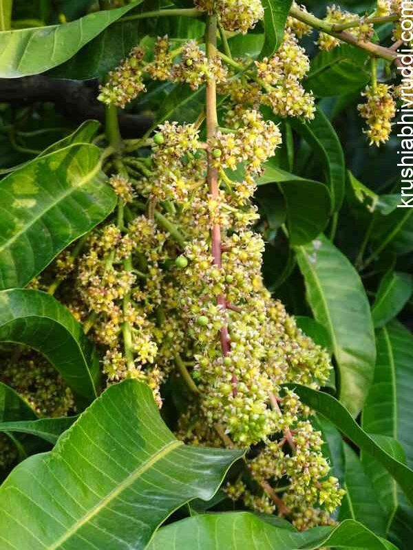 2 ನೇ ಸಿಂಪರಣೆ ಈ ಹಂತದಲ್ಲಿ ಮಾಡಬೇಕು.