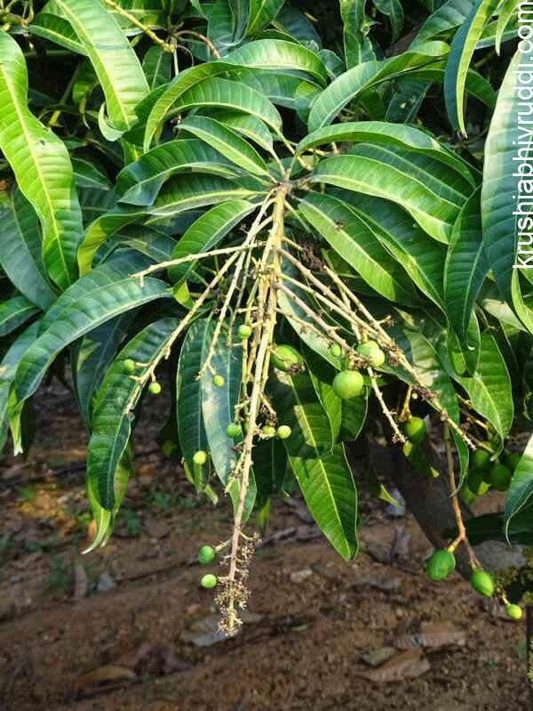 4 th spray in this stage