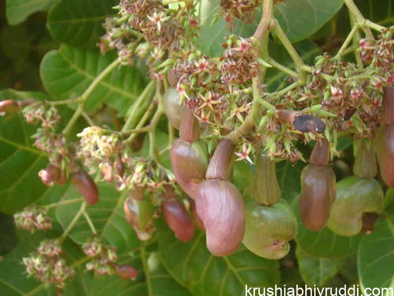 roadside cashew tree having heavy bearing