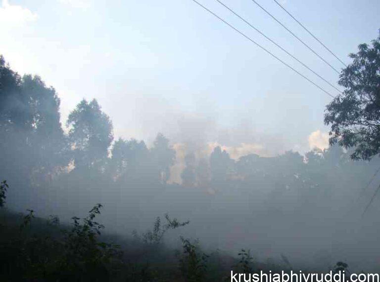 Cloudy Weather: Why Pests & Diseases Explode and How to Protect Your Crop