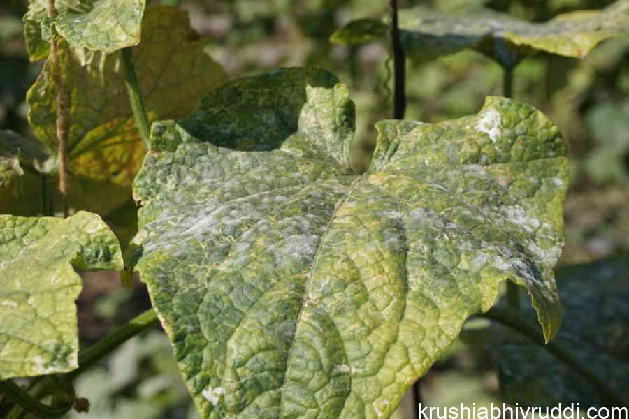 powdery mildew on leaf